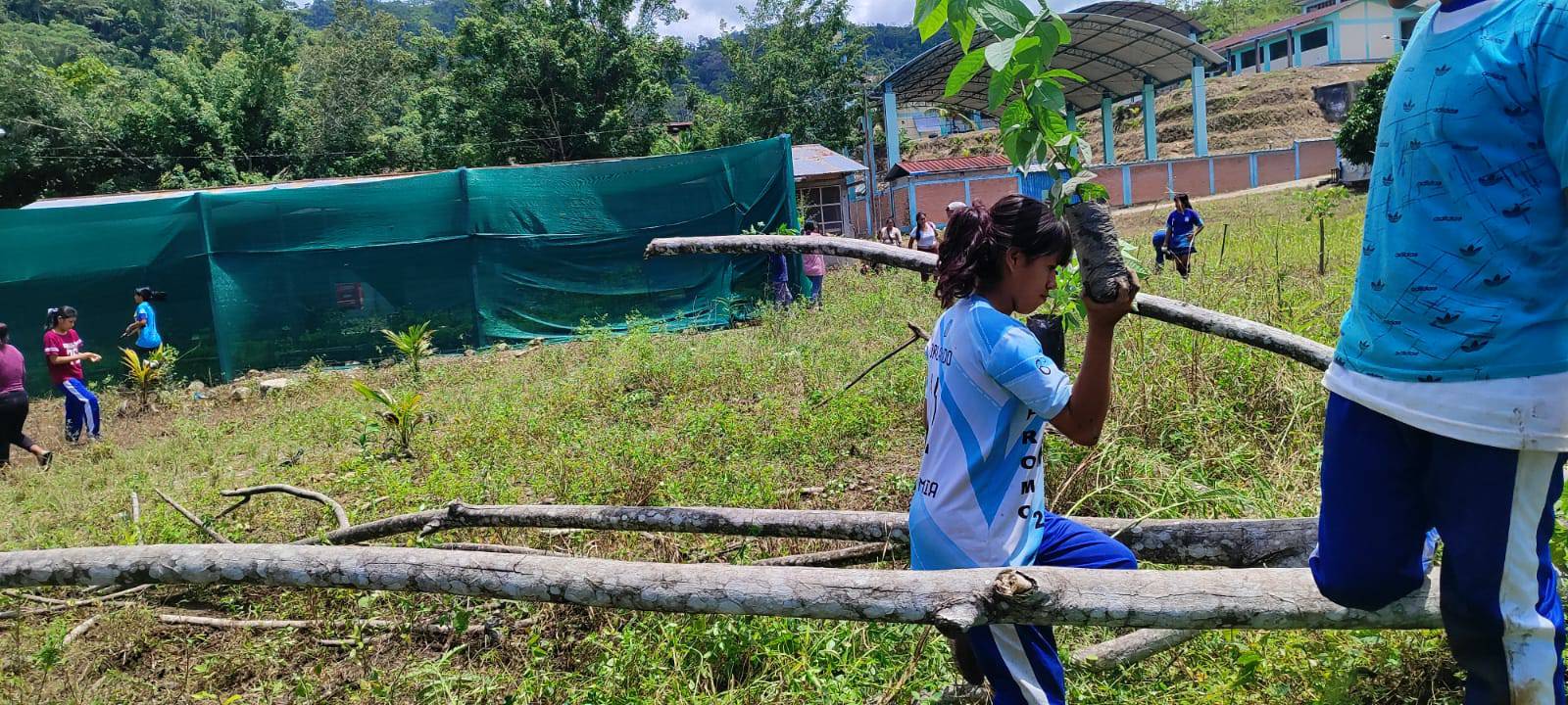 Estrategia regional "Sembrando un árbol"