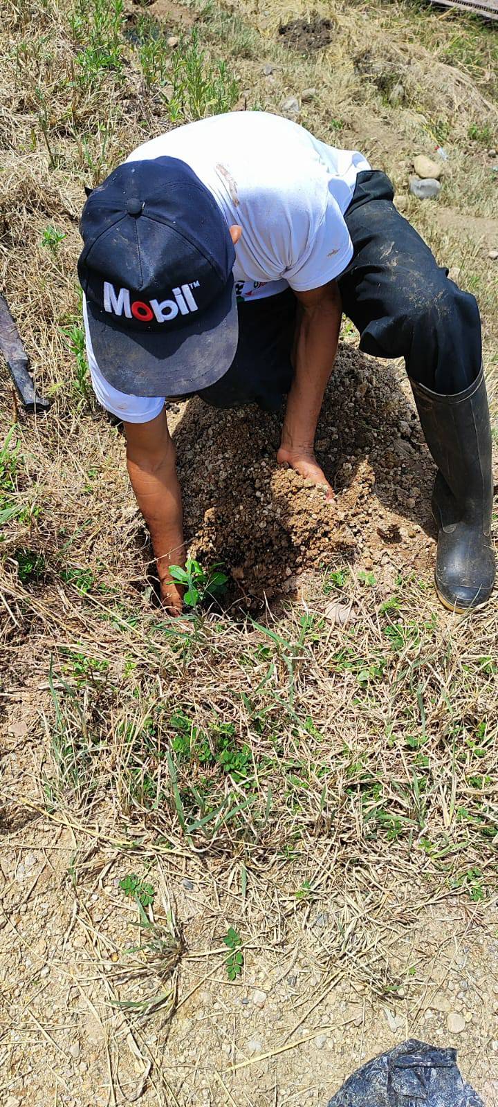 Estrategia regional "Sembrando un árbol"