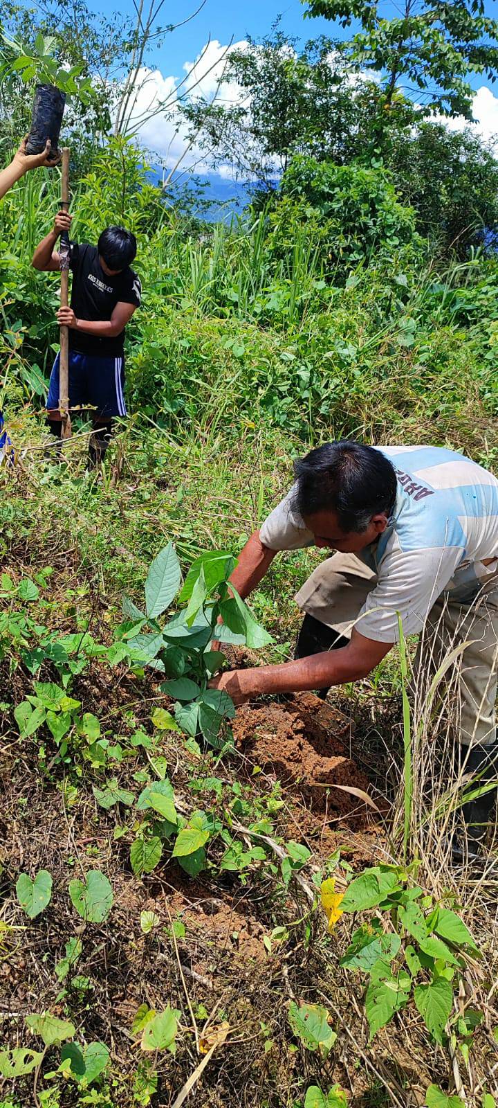Estrategia regional "Sembrando un árbol"