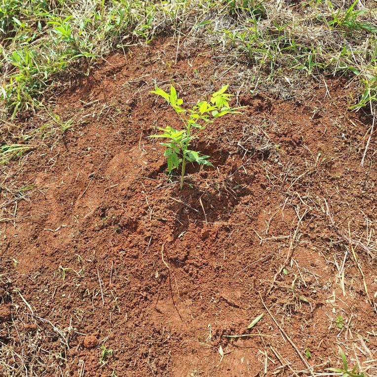 Estrategia regional "Sembrando un árbol"